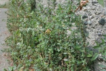 Ordinanza sindacale per la pulizia dei fossi e della aree verdi