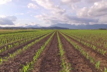 Agroalimentare, infrazione Ue a Italia su pratiche sleali