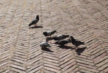 “Governando” i piccioni in piazza del Campo…