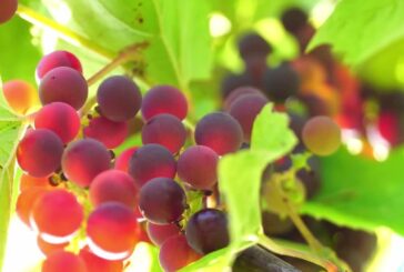 Ristrutturazione vigneti, domande prorogate al 31/7