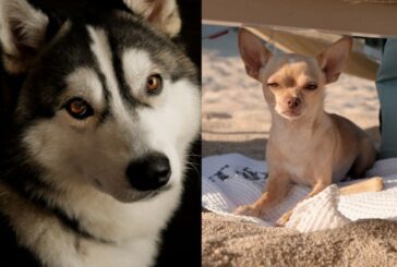 Giornata mondiale del cane, il migliore amico dell'uomo star dei social