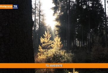 Tg Ambiente – 29/8/2021