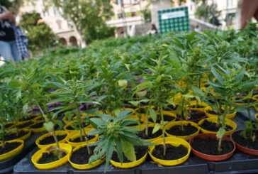 Cannabis, primo via libera alla coltivazione in casa fino a 4 piante