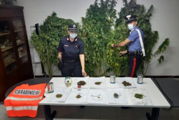 Coltivava cannabis: arrestato dai Carabinieri di Montepulciano