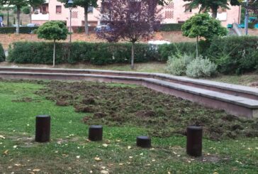 Gaiole: i cinghiali “arano” il campo giochi