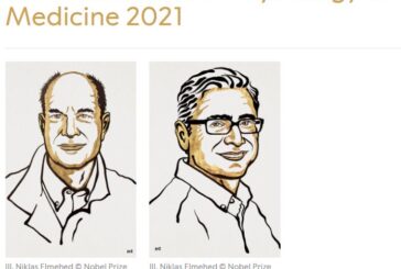 Il Nobel per la medicina agli studi sui recettori di temperatura e tatto