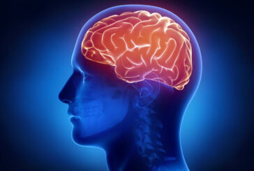 Humanitas, così il cervello si protegge dalle infiammazioni intestinali