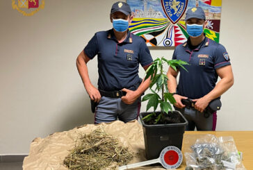 Arrestato dalla Polstrada un coltivatore di marijuana