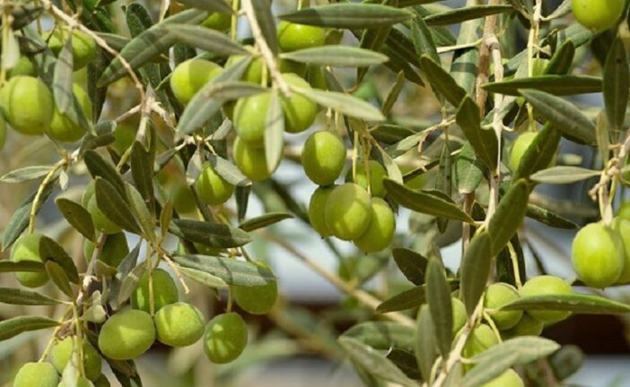 Stati generali dell’olio, il Comune al fianco di Ismea per valorizzare l’olivicoltura