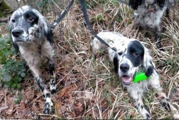 Furto di cani a Casole d’Elsa