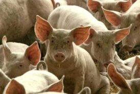 Peste Suina Africana. Cia Siena: “Massima allerta dopo primi casi in Toscana”