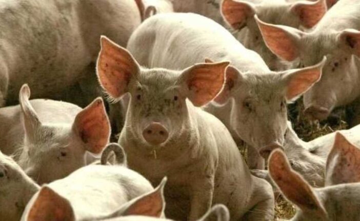 Peste Suina Africana. Cia Siena: “Massima allerta dopo primi casi in Toscana”