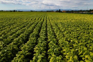 Bollette, tra Coldiretti e Philip Morris Italia accordo salva raccolti