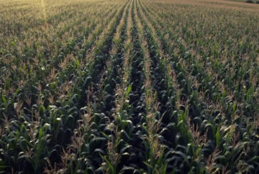 Agricoltura, corrono i rincari per grano e mais