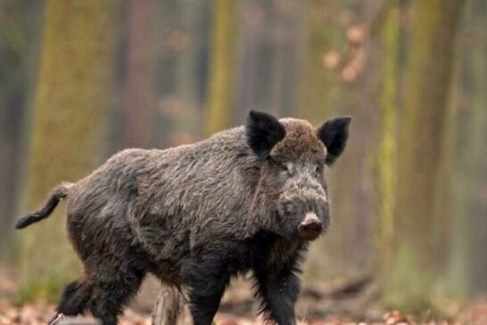 Le carni degli ungulati abbattuti vanno in beneficenza