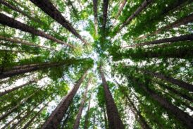 “Più alberi e meno cemento”: l’equazione salva città di Coldiretti resta un miraggio