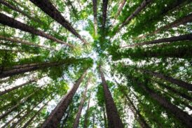 Piano Urbano della Natura. Staderini (Sena Civitas) lancia dei suggerimenti