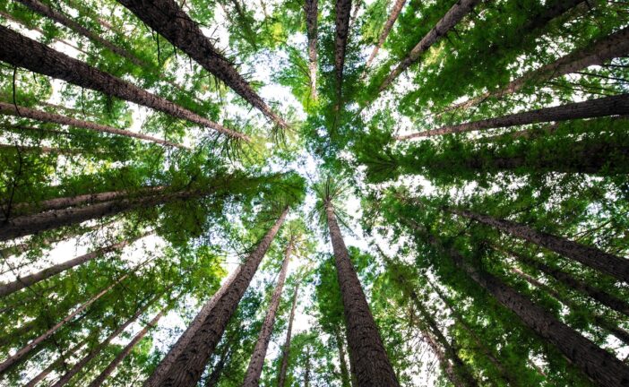 Piano Urbano della Natura. Staderini (Sena Civitas) lancia dei suggerimenti