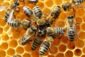 Biodiversità: l’UE lancia consultazione pubblica per invertire il declino degli insetti impollinatori