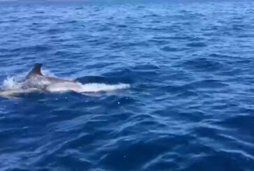 A Lampedusa tornano le balene e i delfini
