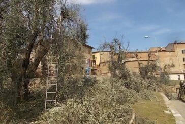 Castelnuovo: la Filarmonica cura gli ulivi comunali