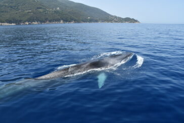 Plastic Busters MPAs – Info Day nazionale a Roma