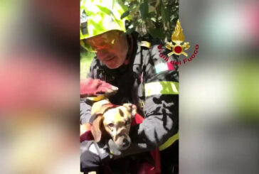 Vigili del Fuoco salvano cane caduto in un dirupo nel Pontino