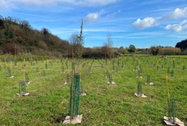 Un nuovo bosco urbano al Campus Bio-Medico di Roma
