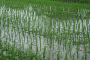 Imprese agricole, via libera Ue ad aiuti da 1,2 miliardi