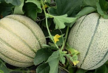 Addio ad un campo su cinque di meloni: l’aumento dei costi porta al crollo delle coltivazioni