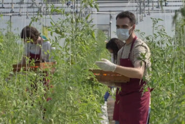 Agricoltura, nel Dl Aiuti misure contro il caro energia