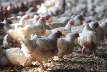 Guerra: avicoltura toscana in grande sofferenza