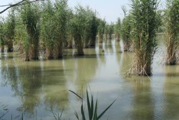 Digestore anaerobico: le associazioni mettono in guardia