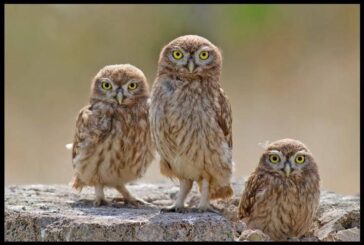 Gli assenti e le civette sul comò