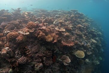 Nasce "Oceano verticale", patto Bicocca-Maldive per la biodiversità