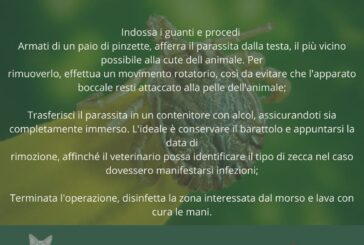 Arriva l’estate: massima attenzione alle zecche