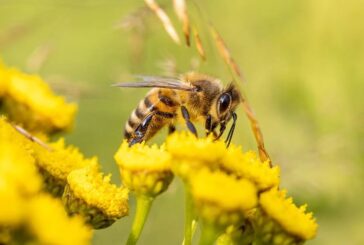 Auser, giovani ed ambiente per la tutela delle api