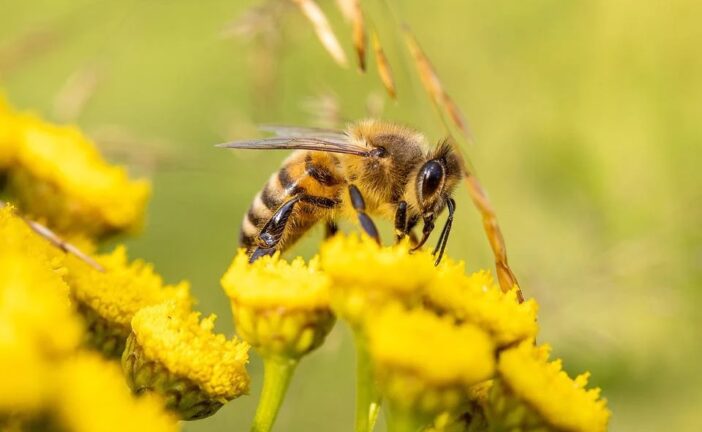 Giornata delle api: festa nelle fattorie e nei mercati ma gli apicoltori sono in crisi