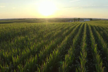 In calo la produzione mondiale di frumento