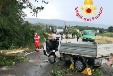 Albero cade su un autocarro: ferito l’autista