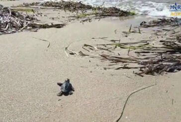 Si schiudono a Siculiana le prime uova di Caretta Caretta