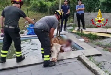 Mucca si tuffa in piscina. Le immagini dell'incredibile salvataggio