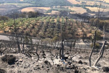 Coldiretti: “A Cinigiano gli agricoltori hanno lottato per salvare il salvabile”