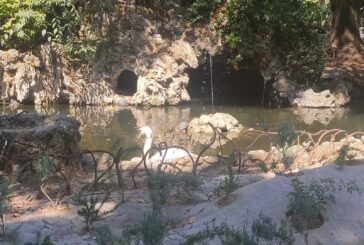 Nuova veste alla vasca dei cigni: Uniti per Siena soddisfatta