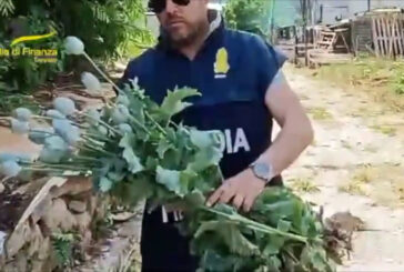Treviso, Finanzieri sequestrano una piantagione di papaveri da oppio