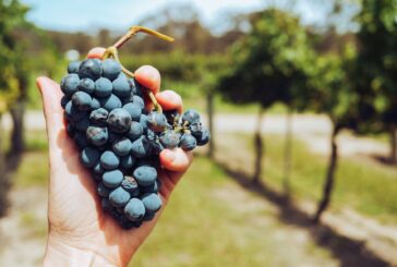 Farmers in Toscana: la rete di produttori agricoli si presenta a Festambiente