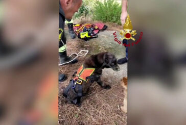 Catanzaro, salvato anziano Labrador caduto all'interno di un pozzo