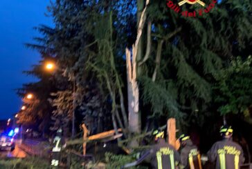 Interventi dei Vigili del fuoco per alberi pericolanti a Sarteano, San Casciano e Abbadia
