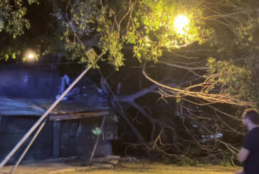 Cade albero secolare e danneggia mercatino delle pulci a Palermo