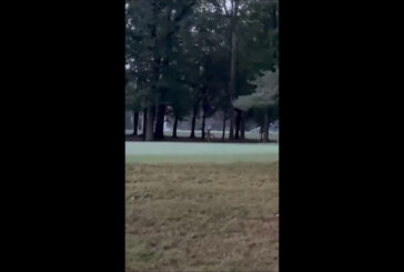 Ricompare il cervo nel parco della Reggia di Monza